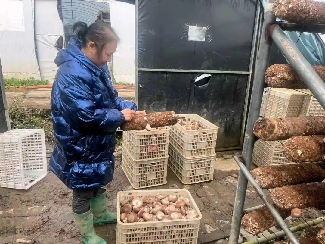 食用菌高温烂棒问题惹