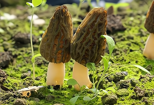 食用菌保鲜五法